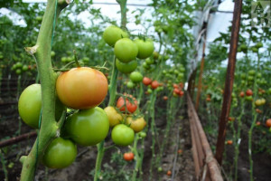 Отечественный производитель: помогать и продвигать