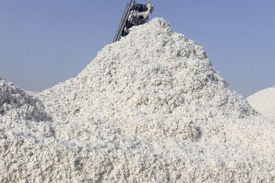 KazakhExport has supported the exportation of domestic cotton fiber to Czechia